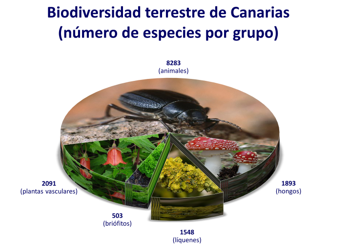 biodiversidad de Canarias